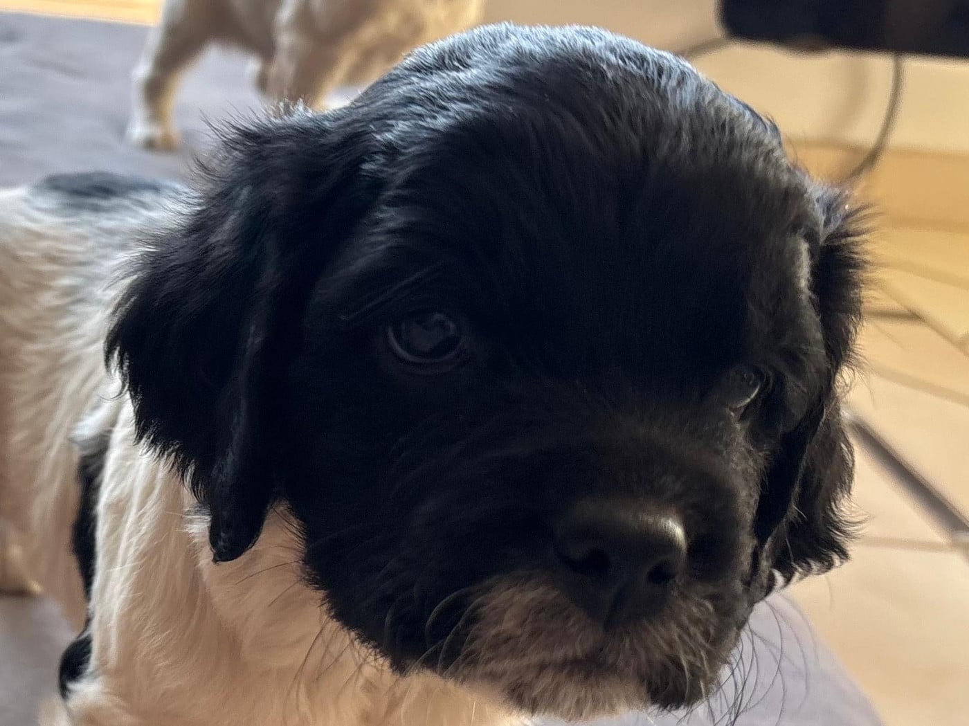 CHIOT 2