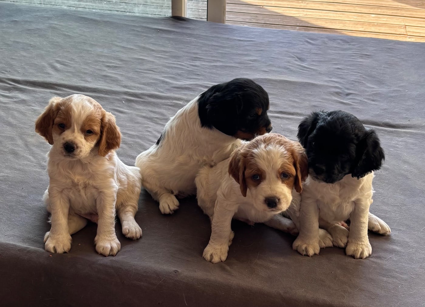 CHIOT 2