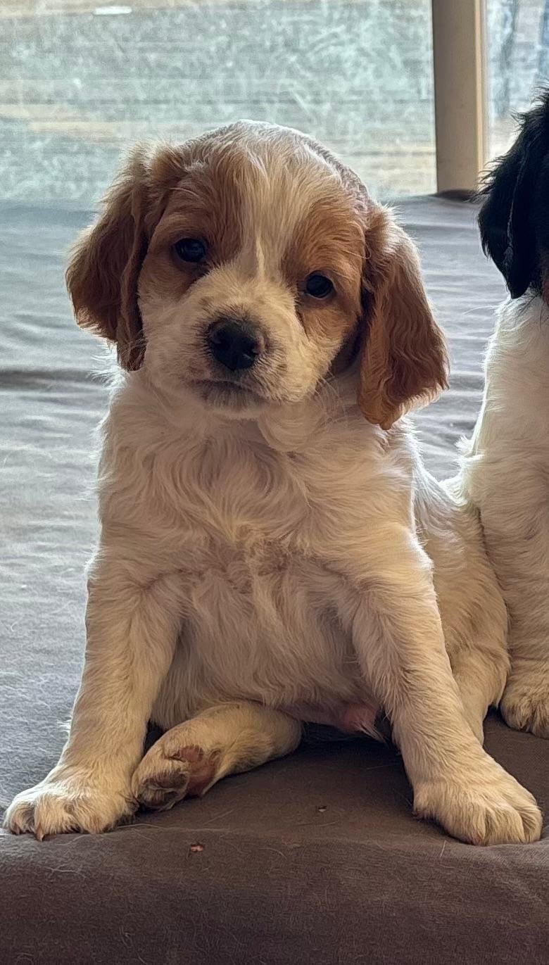CHIOT 3