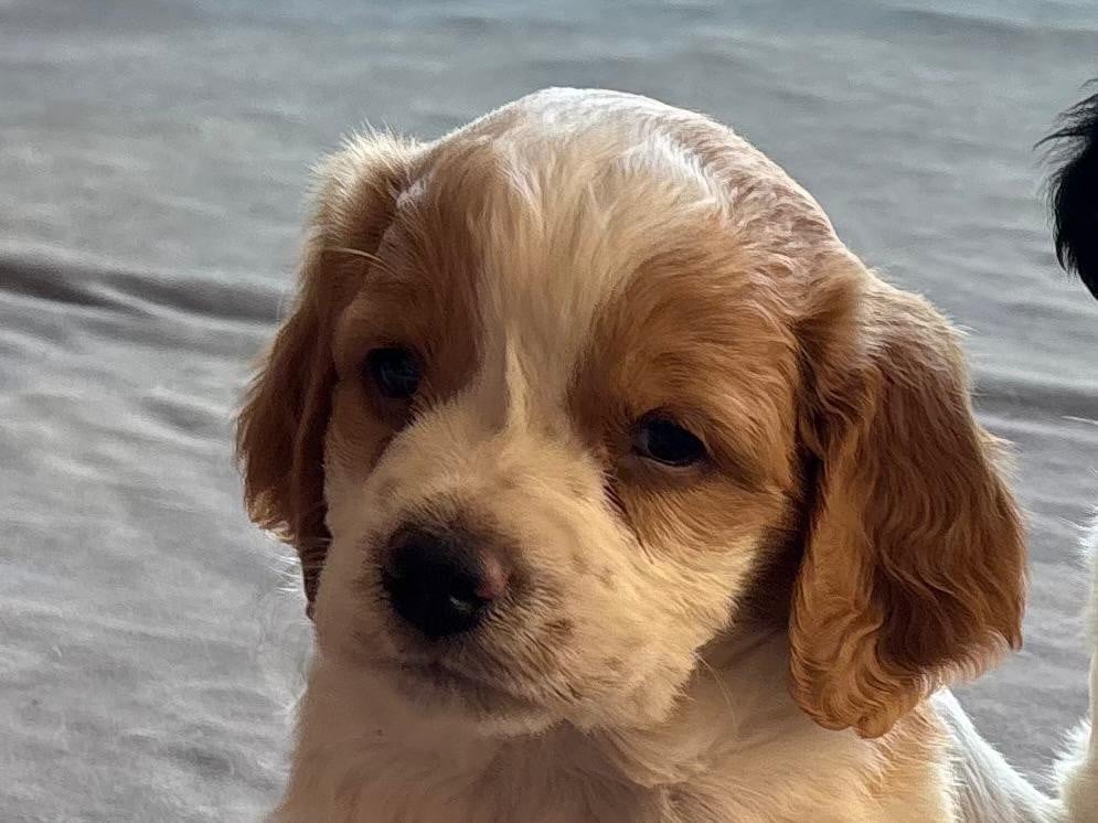 CHIOT 3