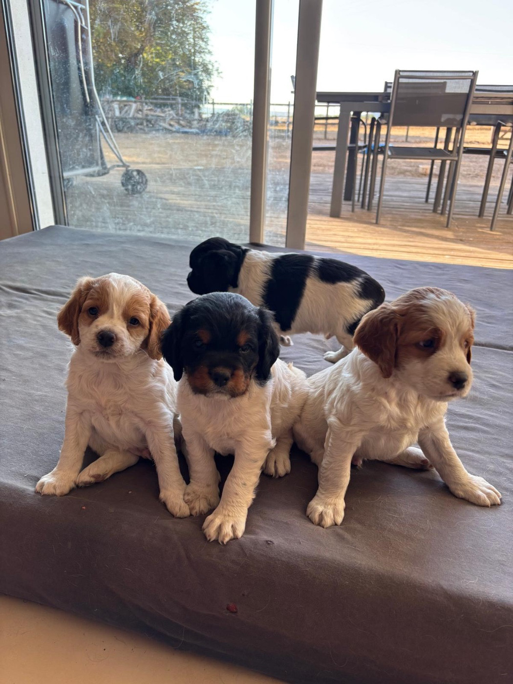 CHIOT 3