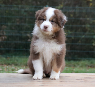 Les chiots de Berger Australien