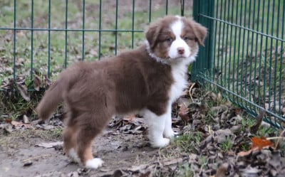 Les chiots de Berger Australien