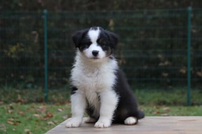Les chiots de Berger Australien