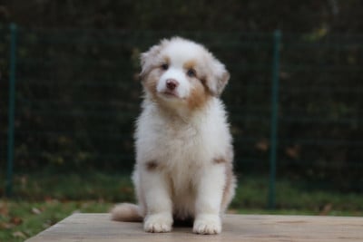 Les chiots de Berger Australien