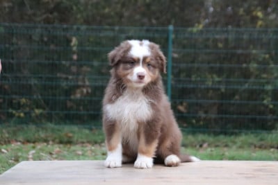 Les chiots de Berger Australien