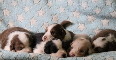 Berger Australien - Endless Original