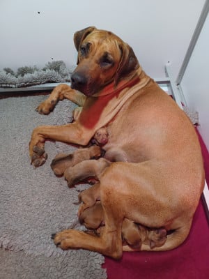 Chiot N°1 Bella 'mbriana - Rhodesian Ridgeback