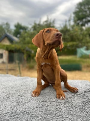 Les chiots de Rhodesian Ridgeback