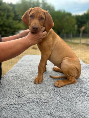Les chiots de Rhodesian Ridgeback
