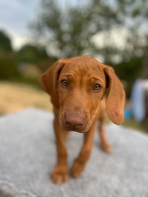 Les chiots de Rhodesian Ridgeback