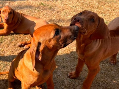 Les chiots de Rhodesian Ridgeback
