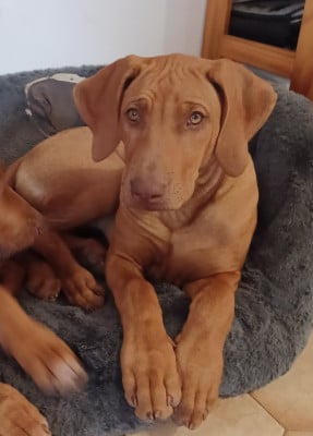 Les chiots de Rhodesian Ridgeback
