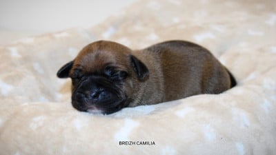 Staffordshire Bull Terrier