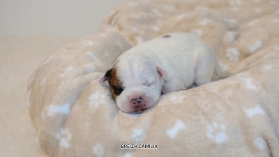 Mâle 2 - Staffordshire Bull Terrier