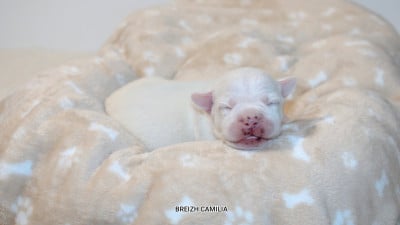 Mâle 3 - Staffordshire Bull Terrier