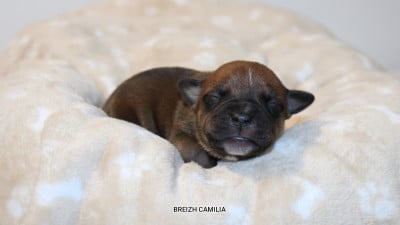Mâle 4 - Staffordshire Bull Terrier