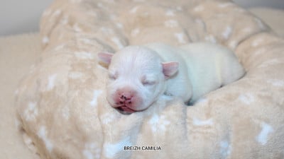 Mâle 5 - Staffordshire Bull Terrier