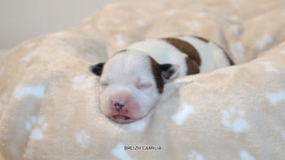 Mâle 6 - Staffordshire Bull Terrier