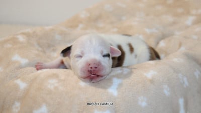 Femelle - Staffordshire Bull Terrier