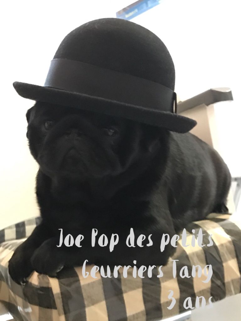 Joe-pop Des Petits Guerriers Tang - 1er EXCELLENT CACS MEILLEUR DE SEXE OPPOSÉ