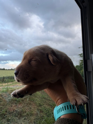 Les chiots de Labrador Retriever