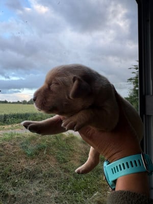 Les chiots de Labrador Retriever