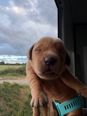 Les chiots de Labrador Retriever