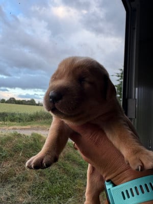 Les chiots de Labrador Retriever