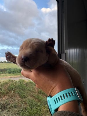 Les chiots de Labrador Retriever