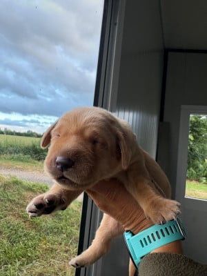 Les chiots de Labrador Retriever