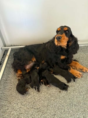 Les chiots de Cocker Spaniel Anglais