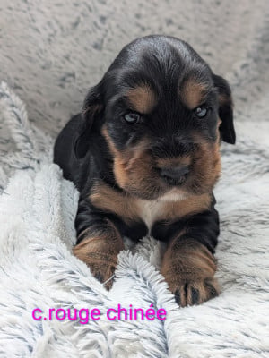 Les chiots de Cocker Spaniel Anglais
