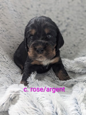 Les chiots de Cocker Spaniel Anglais