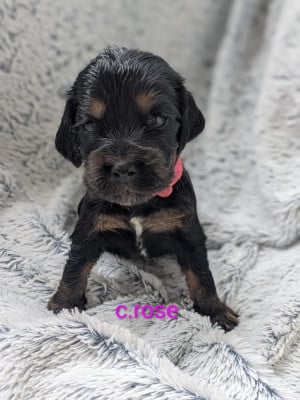 Les chiots de Cocker Spaniel Anglais