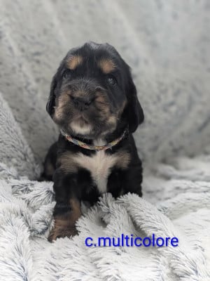 Les chiots de Cocker Spaniel Anglais