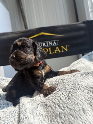 Les chiots de Cocker Spaniel Anglais