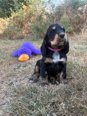 Les chiots de Cocker Spaniel Anglais