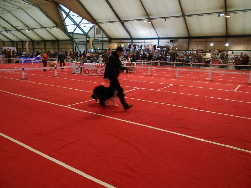 Labella speranza of River Tweed - meilleur puppy