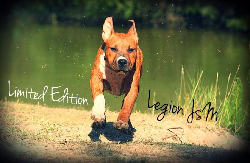Limited edition dit ladea Legion of JSM