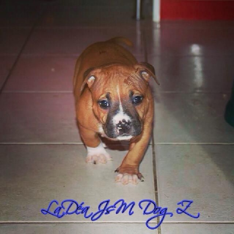 Limited edition dit ladea Legion of JSM