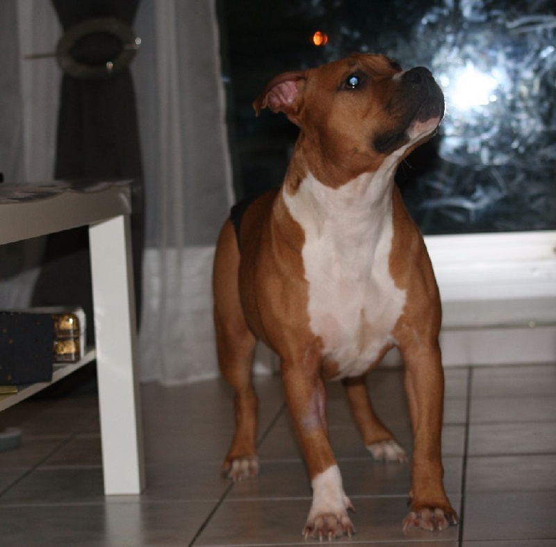 Limited edition dit ladea Legion of JSM