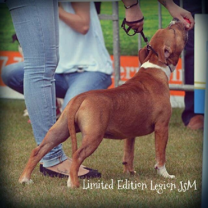 Limited edition dit ladea Legion of JSM