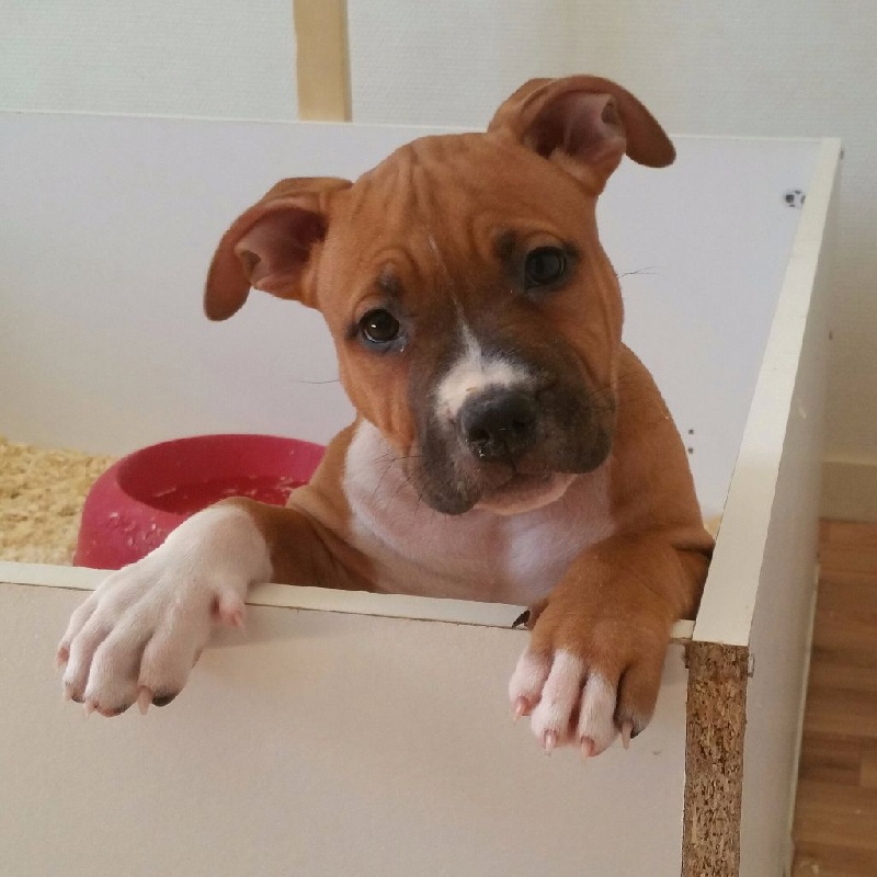 Limited edition dit ladea Legion of JSM