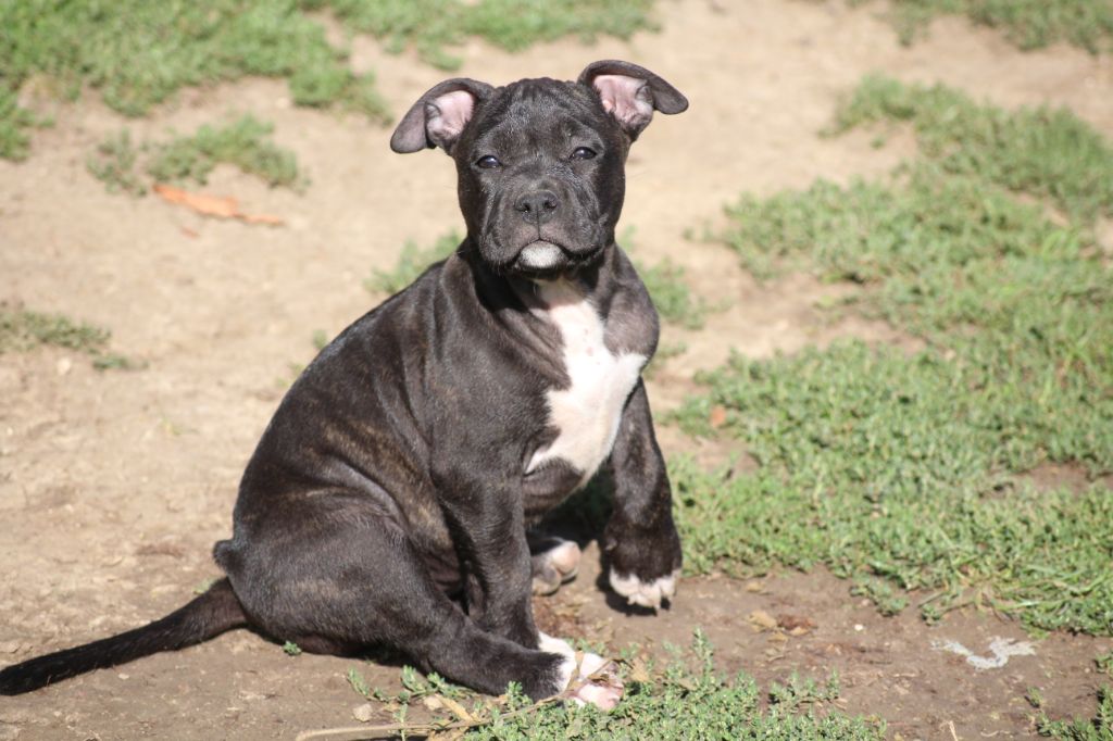 Chiot American Staffordshire Terrier, R'BENTAYGA, femelle