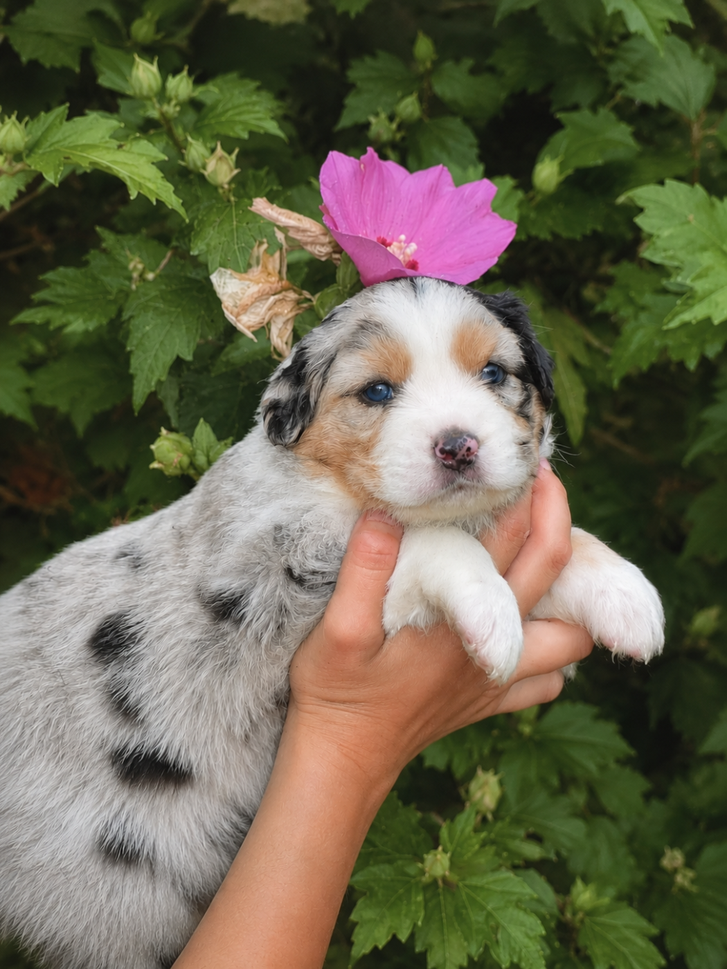 CHIOT 1