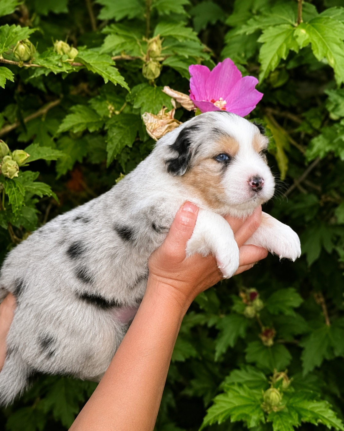CHIOT 1