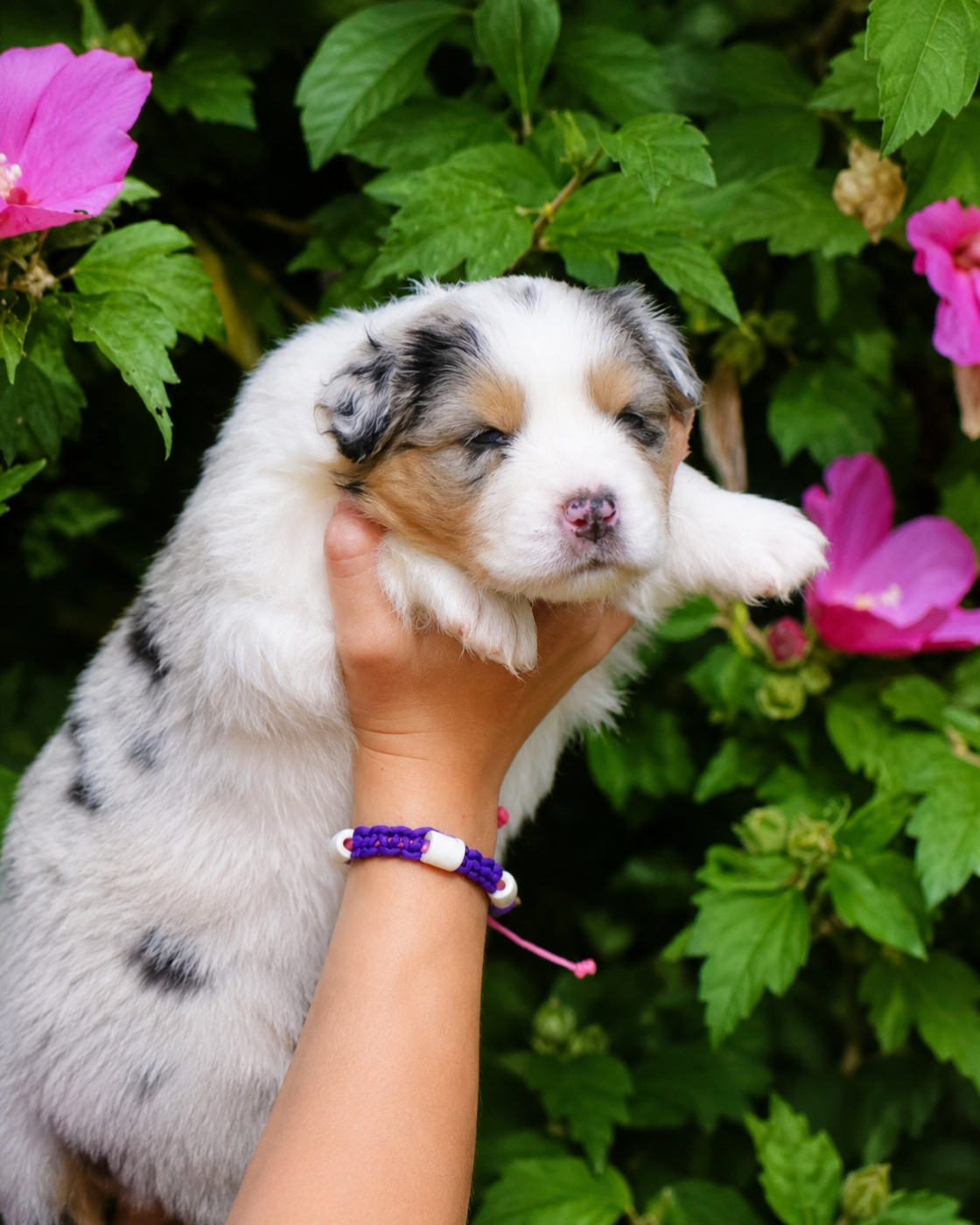 CHIOT 2