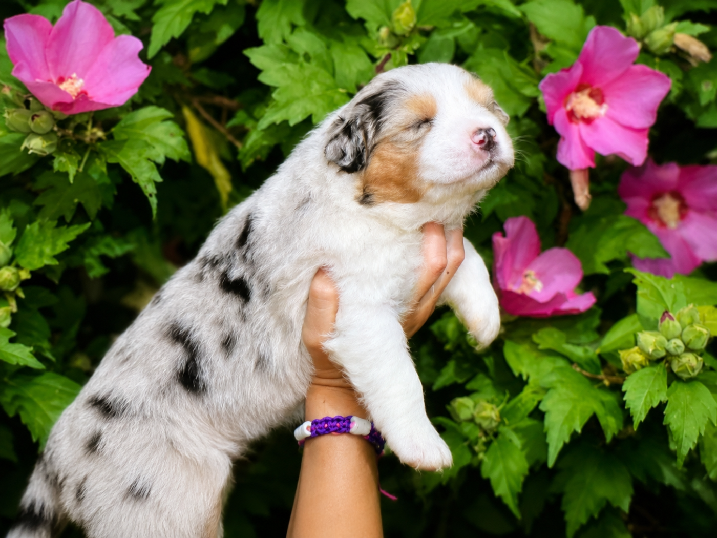 CHIOT 2