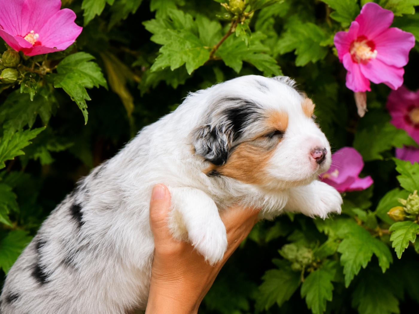 CHIOT 2